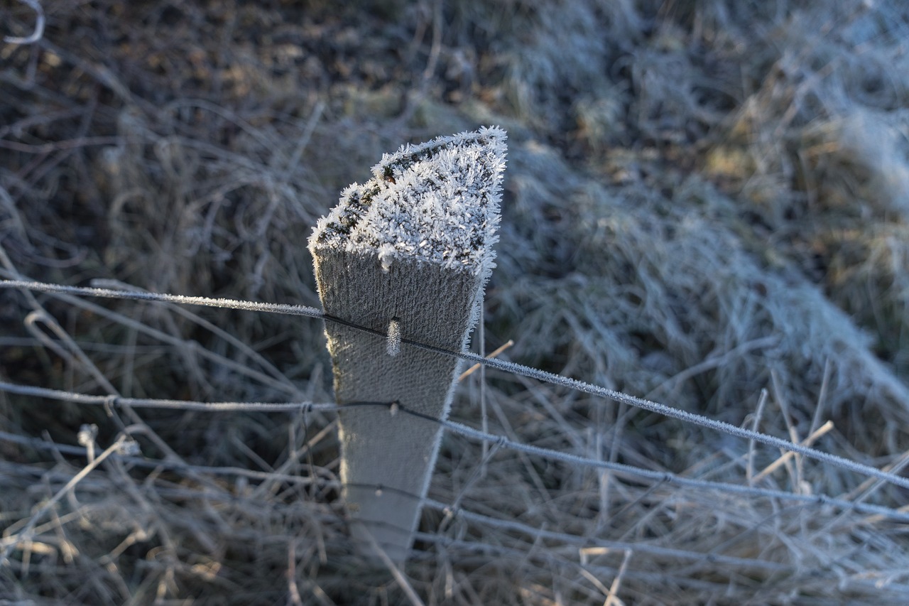 Žiema, Šaltis, Žiemą, Auskaras, Sušaldyta, Nemokamos Nuotraukos,  Nemokama Licenzija