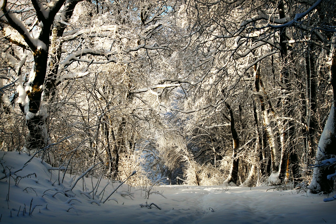 Žiema, Žiemą, Sniegas, Snieguotas, Medžiai, Toli, Sniego Kraštovaizdis, Šaltas, Gamta, Eifel