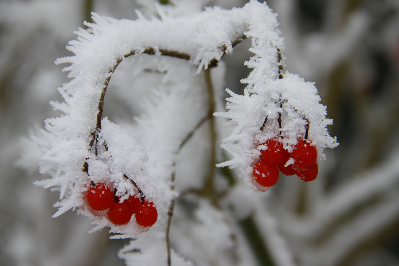 Žiema, Šaltis, Gamta, Sezonas, Sniegas, Vaisiai, Užšalimo Temperatūra, Medis, Šaltas, Sušaldyta