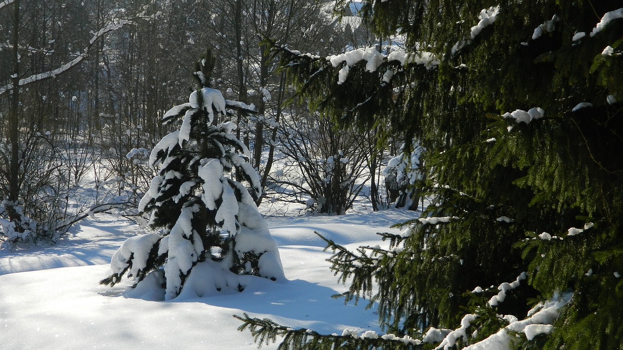 Žiema,  Sniegas,  Medis,  Gamta,  Balta,  Snieguotas,  Be Honoraro Mokesčio, Nemokamos Nuotraukos,  Nemokama Licenzija