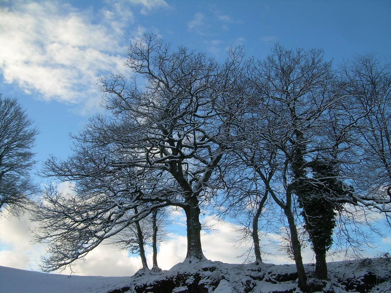 Как выглядит дерево зимой. Зимнее дерево. Деревья в снегу. Деревья пышные зимние. Высь деревья зима.
