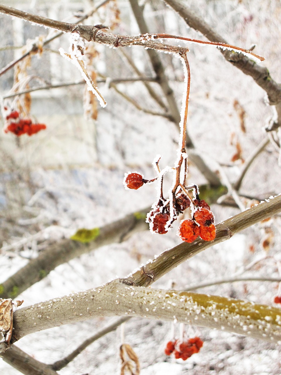 Žiemos,  Leann,  Nuo Užšalimo,  Medis,  Šaltai,  Šerkšnas,  Sušaldyti,  Pobūdį,  Rowan,  Uoga