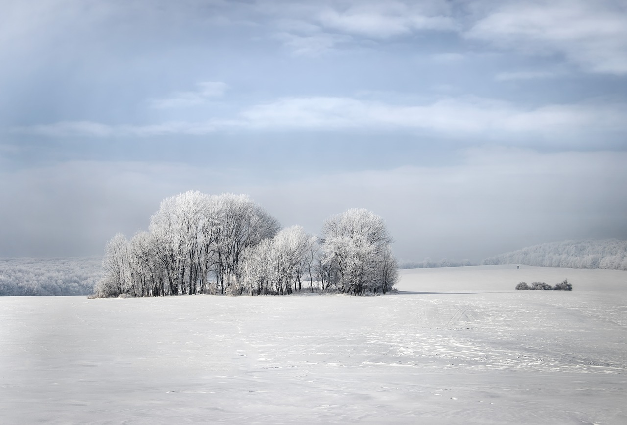 Žiemos,  Medžiai,  Pobūdį,  Sniegas,  Wintery,  Kraštovaizdis,  Snieguotas,  Baltos Spalvos,  Nuotaika, Nemokamos Nuotraukos