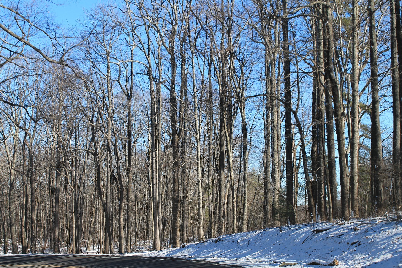 Žiema, Medžiai, Tekstūra, Modelis, Nemokamos Nuotraukos,  Nemokama Licenzija