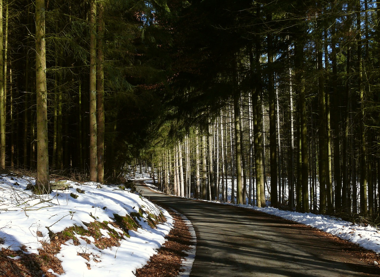 Žiema, Miškas, Miško Takas, Sniegas, Kraštovaizdis, Žiemos Kelias, Nemokamos Nuotraukos,  Nemokama Licenzija