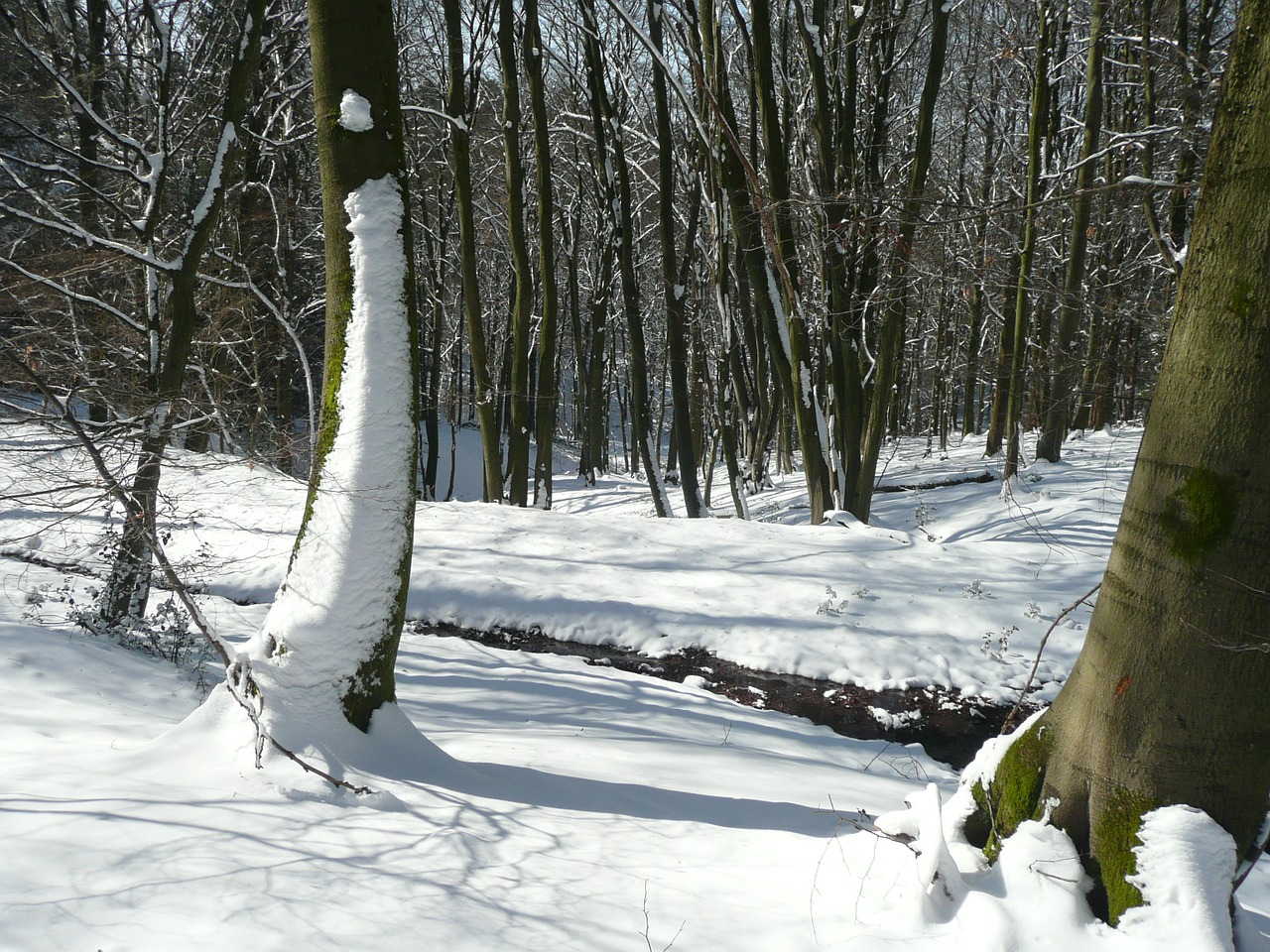 Žiema, Sniegas, Šaltas, Sezonas, Gamta, Sezoninis, Miškas, Gruodžio Mėn ., Balta, Medis