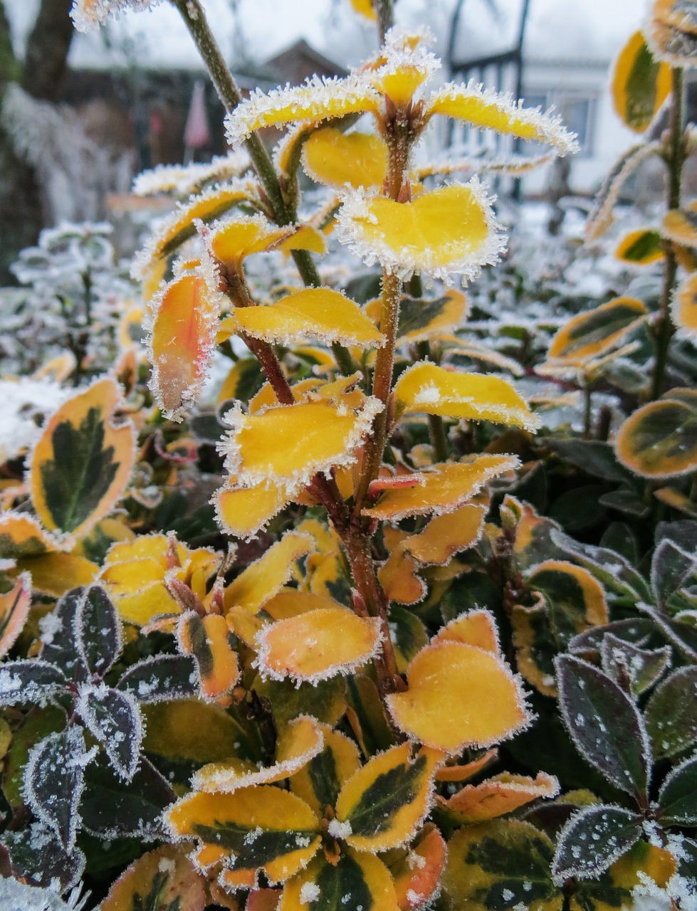 Žiema, Šaltis, Žiemos Magija, Šaltas, Ledas, Gamta, Užšaldyti, Lapai, Ledinis, Nemokamos Nuotraukos