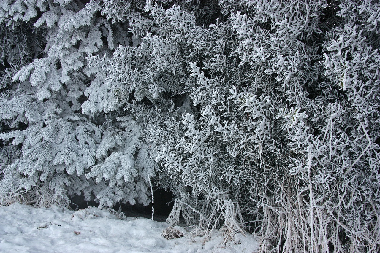 Žiema, Prinokę, Eiskristalio, Ledas, Sniegas, Holly, Fonas, Gedulas, Monotoniškas, Trist