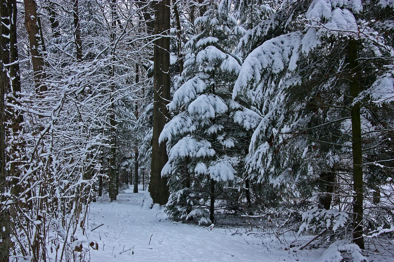 Žiema, Miškas, Medis, Spygliuočių Miškas, Eglės, Eglė, Krūmas, Prisnigo Į, Šaltas, Šaltis