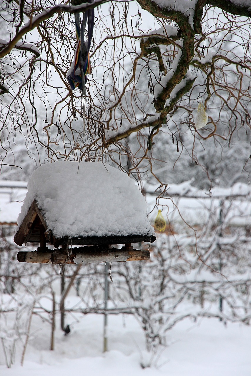 Žiema, Sniegas, Balta, Paukščių Maitintojas, Aviary, Paukštis, Šaltas, Maitinti, Nemokamos Nuotraukos,  Nemokama Licenzija