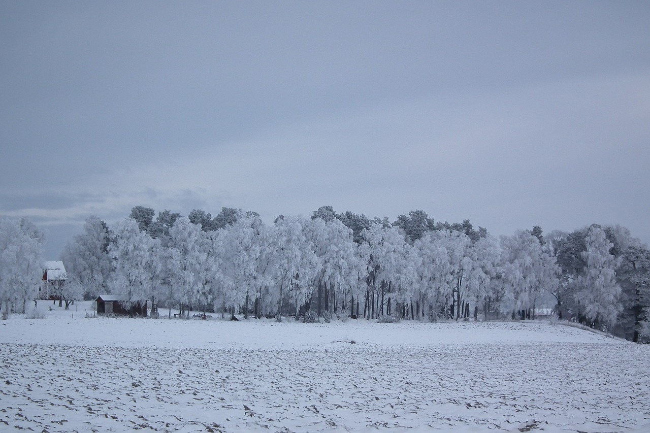 Žiema, Medis, Gamta, Peizažai, Švedija, Sniegas, Nemokamos Nuotraukos,  Nemokama Licenzija