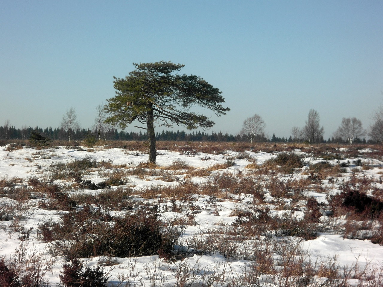 Žiema, Moorland, Medis, Aukštas Šikšnosparnis, Sniegas, Dangus, Piešimas, Platus, Pragaras, Nemokamos Nuotraukos