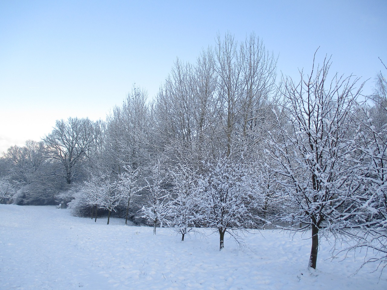 Žiema, Medis, Parkas, Sniegas, Kraštovaizdis, Gamta, Lenkija, Vaizdas, Balta, Nemokamos Nuotraukos