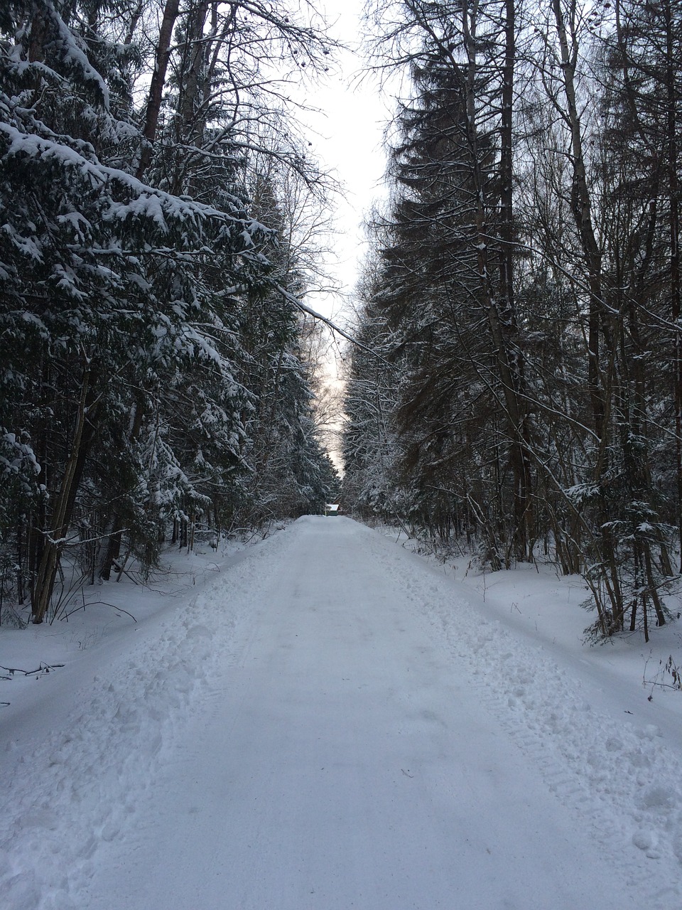 Žiema, Žiemos Kelias, Medžiai, Šaltas, Medis, Filialas, Parkas, Rusija, Šaltis, Nemokamos Nuotraukos