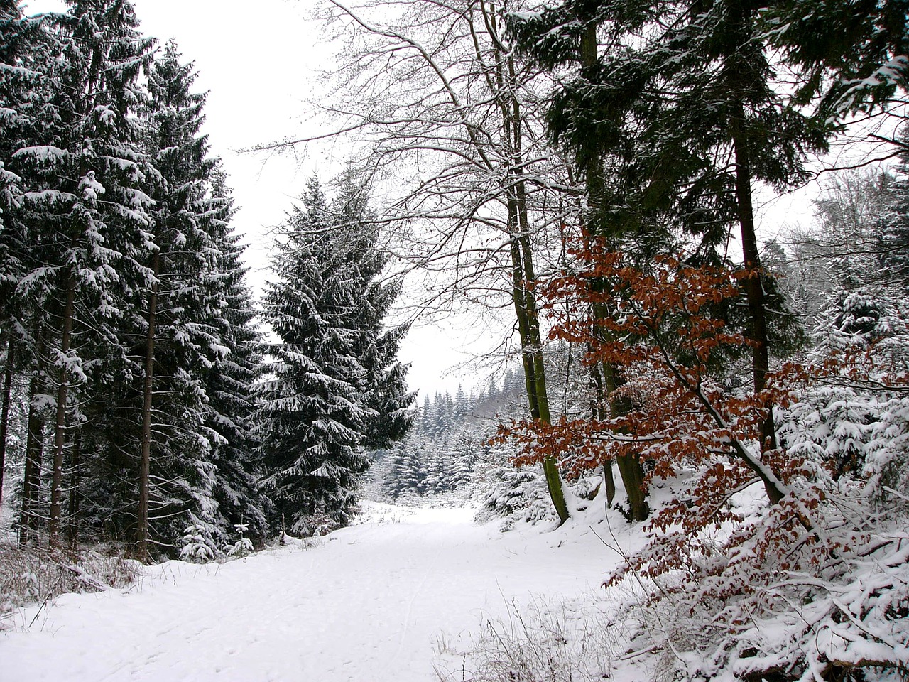 Žiema, Sniegas, Žiemą, Žiemos Svajonė, Miškas, Medžiai, Kraštovaizdis, Žiemos Miškas, Šaltas, Vokietija