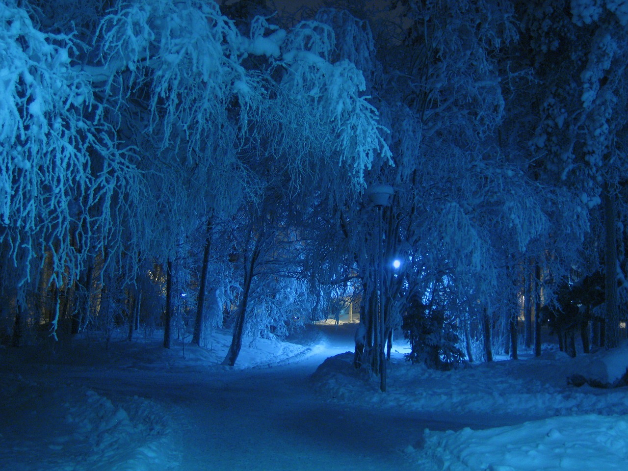Žiema, Naktis, Mėlynas, Atspalvis, Medžiai, Sniegas Padengtas, Šaltas, Snieguotas, Medis, Padengtas