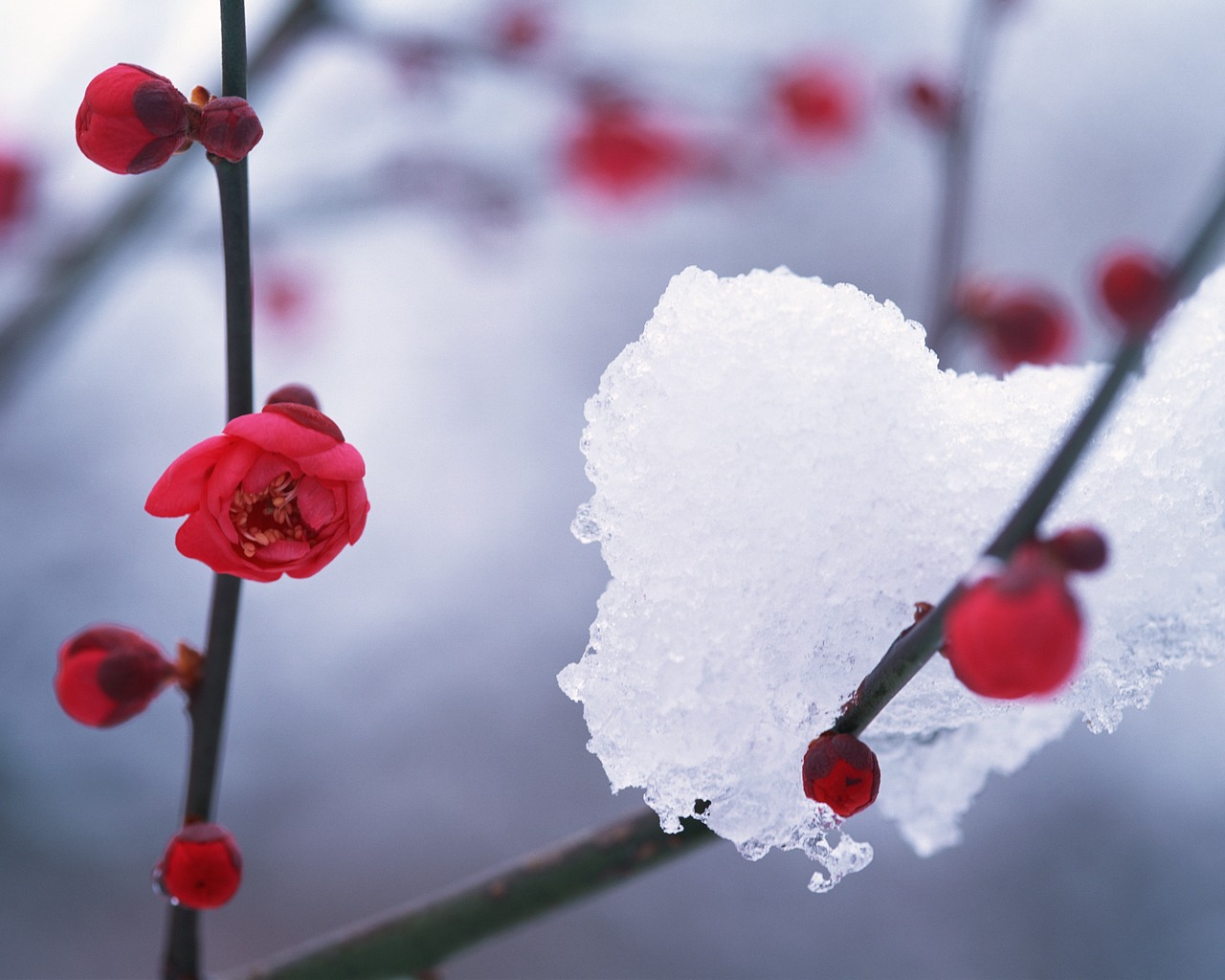 Žiema,  Sniegas,  Hambaknun,  Camellia Gėlė, Nemokamos Nuotraukos,  Nemokama Licenzija