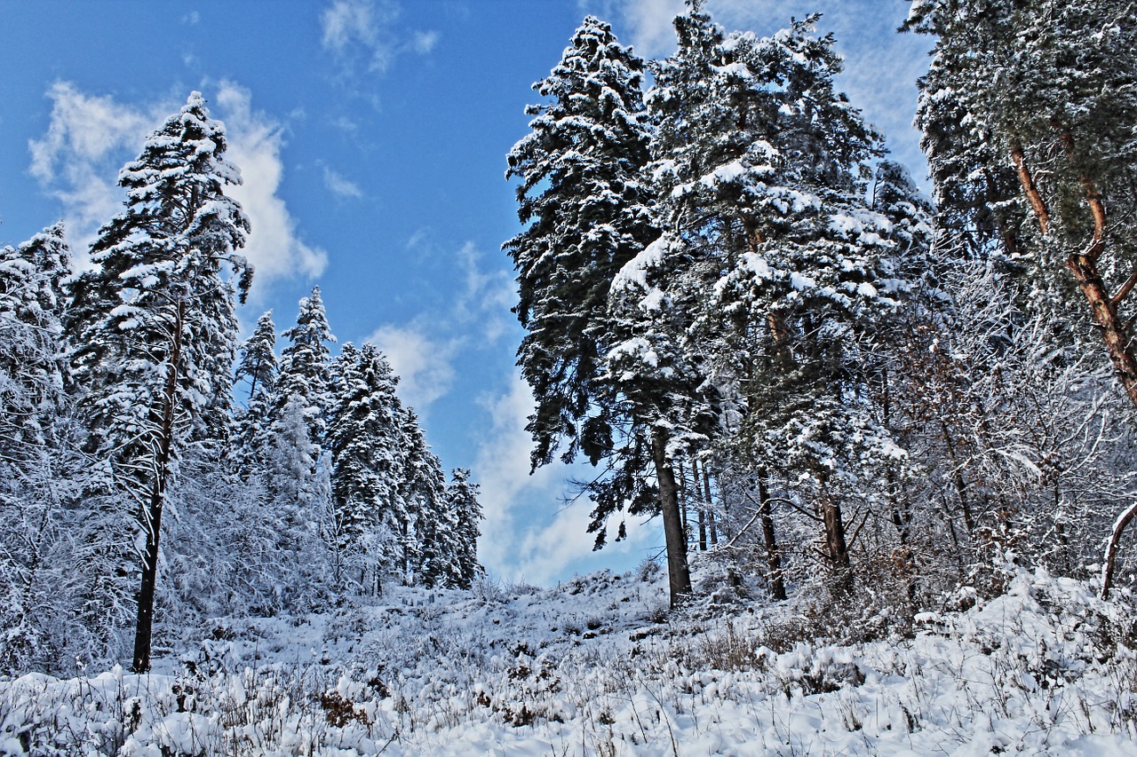 Žiema, Miškas, Sniegas, Medis, Natūralus, Mėlynas, Dangus, Nemokamos Nuotraukos,  Nemokama Licenzija