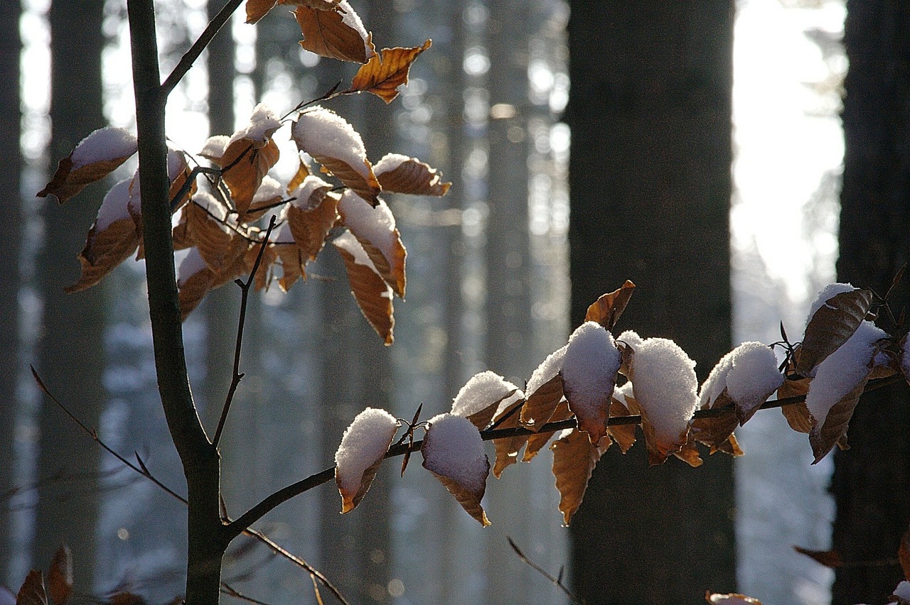 Žiema, Miškas, Gamta, Lapai, Buko Lapai, Šaltas, Sniegas, Filialai, Estetinis, Medžiai