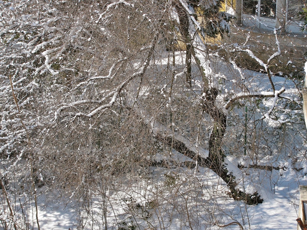Žiema, Sniegas, Medžiai, Nemokamos Nuotraukos,  Nemokama Licenzija