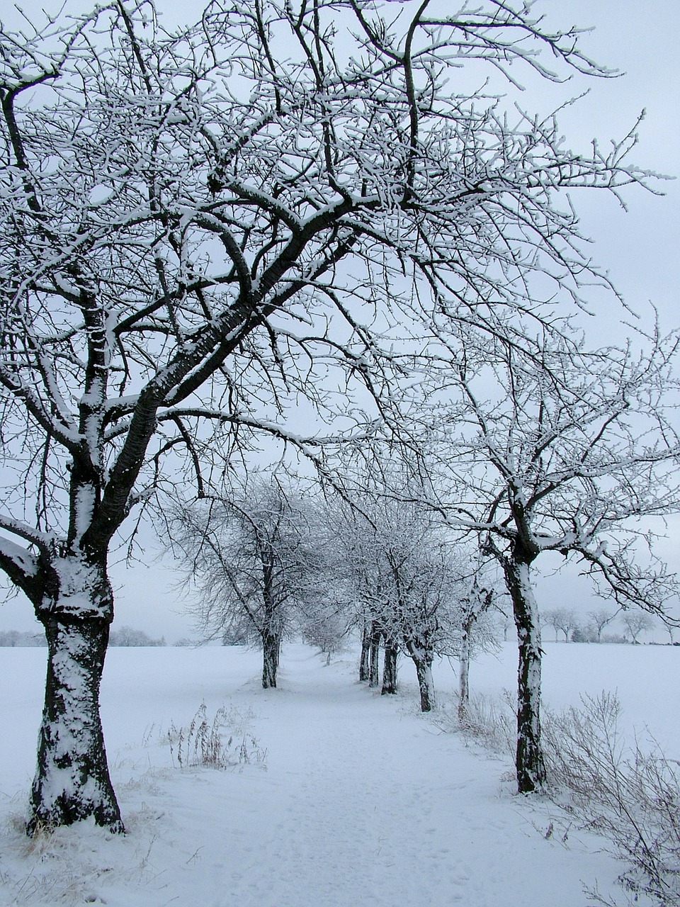 Žiema, Sniegas, Medžiai, Toli, Nemokamos Nuotraukos,  Nemokama Licenzija