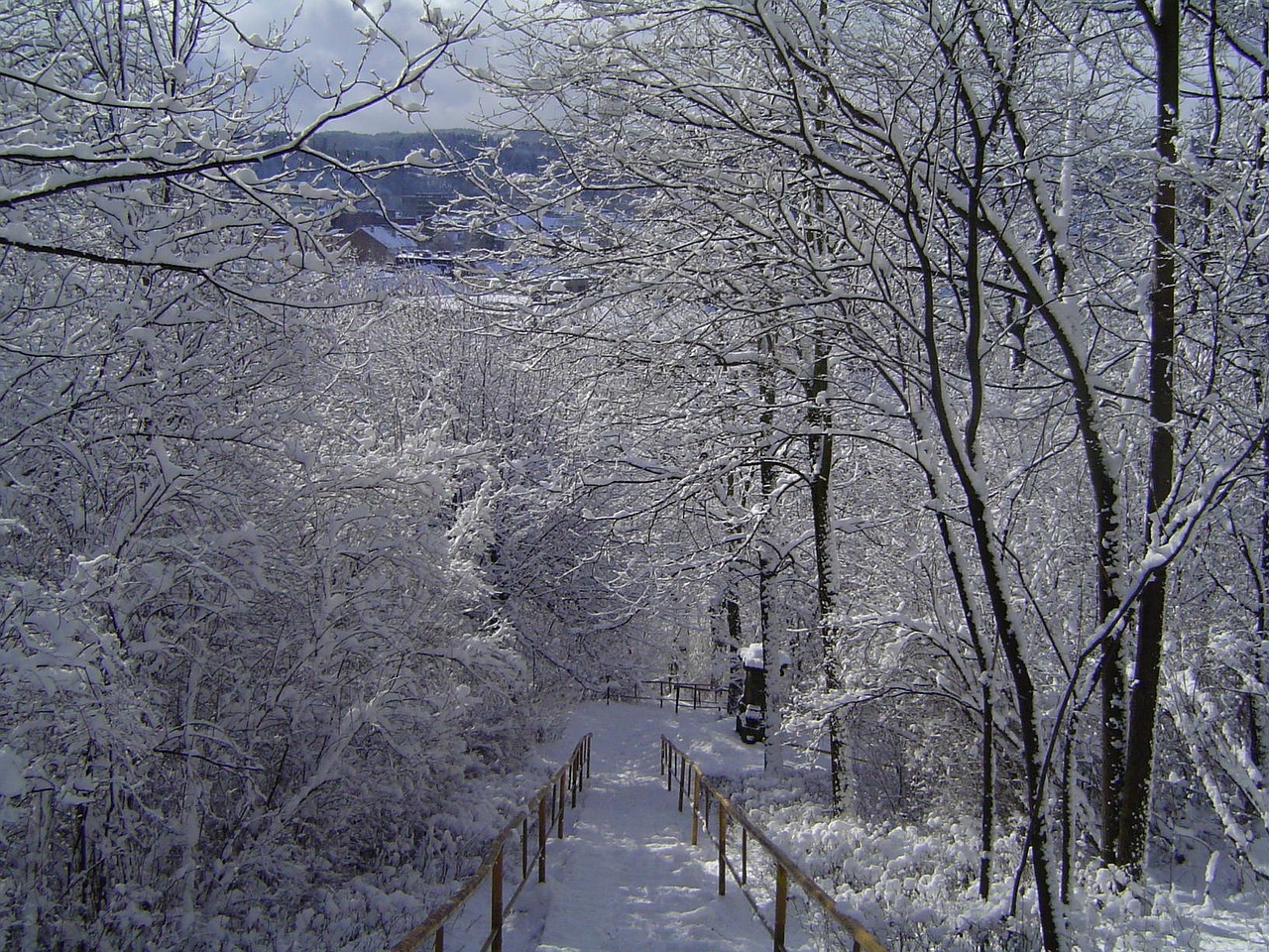 Žiema, Gamta, Medis, Balta, Medžiai, Šaltis, Sniegas, Šaltas, Parkas, Miškas