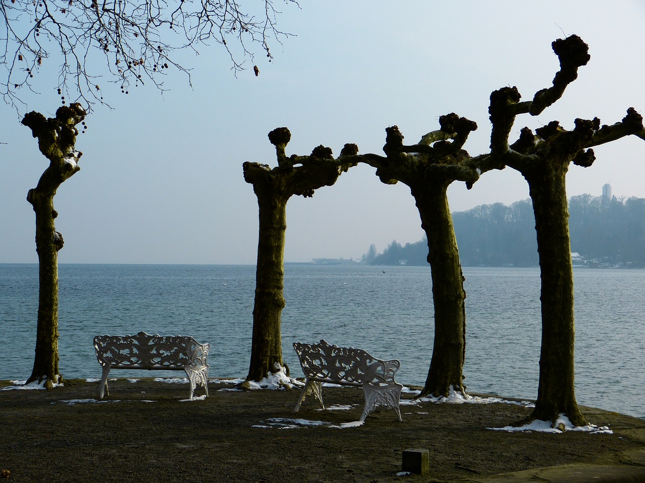 Žiema, Nuotaika, Plokščių Medžiai, Bankas, Vaizdas, Vanduo, Ežero Konstanta, Ežeras, Mainau, Sala