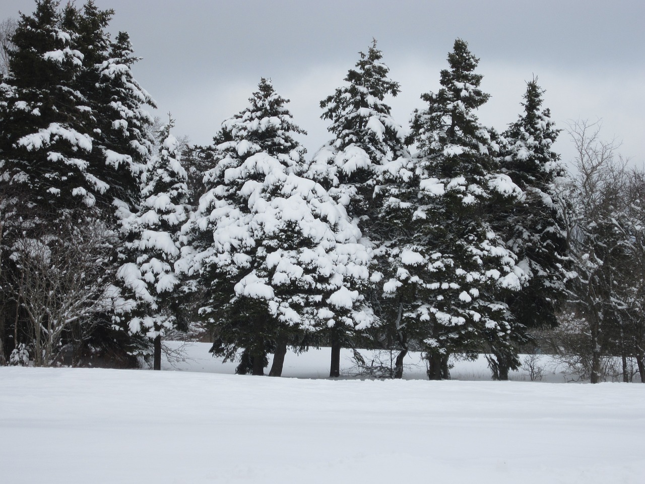 Žiema, Sniegas, Newfoundland, Sezonas, Kraštovaizdis, Gamta, Lanko Parkas, Medis, Peizažas, Nemokamos Nuotraukos