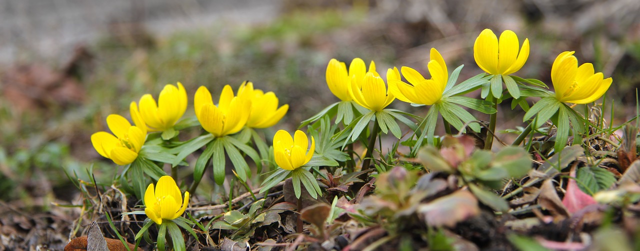 Žiemos Akonitas,  Eranthis Hyemalis,  Pavasaris,  Augalas,  Žydėjimas,  Geltona,  Švedija,  Gėlė, Nemokamos Nuotraukos,  Nemokama Licenzija