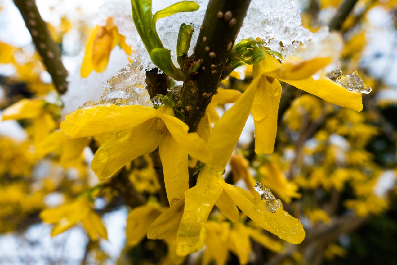 Žiemos Sprogimas, Sniegas, Šaltis, Forsitija, Sodo Forsityja, Auksinė Alyva, Auksiniai Varpai, Žiedas, Žydėti, Forsythienblüte