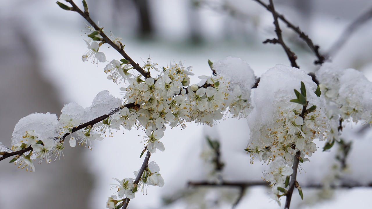 Žiemos Sprogimas, Gėlės, Žiema, Pavasaris, Sniegas, Gėlė, Šaltas, Atnaujintas Wintereinbruch, Balandžio Mėn. Oras, Nemokamos Nuotraukos