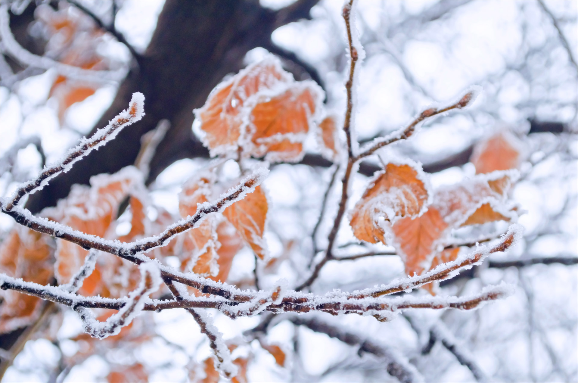 Žiema,  Šaltis,  Sniegas,  Gamta,  Makro,  Tapetai,  Fonas,  Gruodžio Mėn .,  Temperatūra,  Minusas