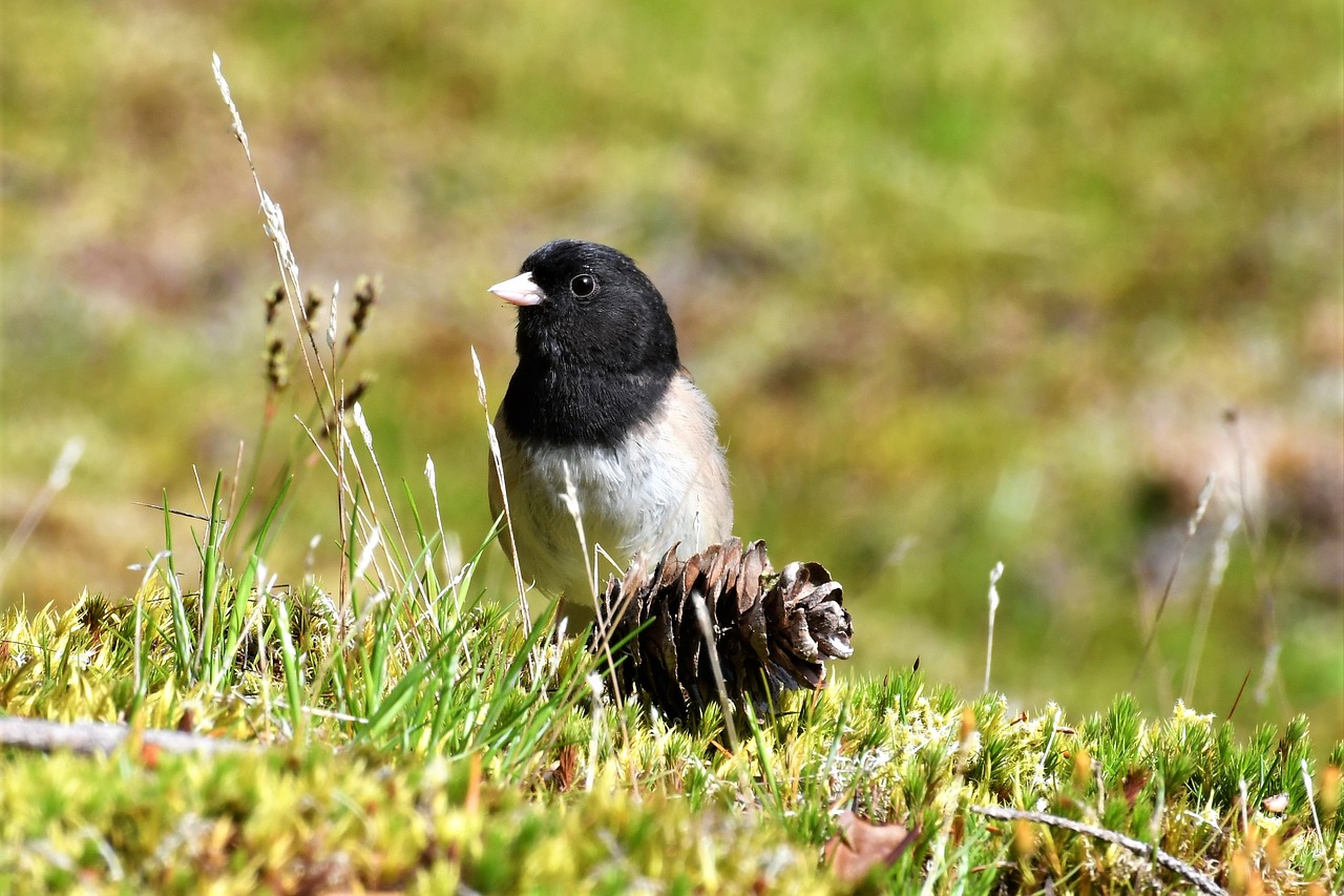 Žiemos Starta,  Tamsiai Akimis Junco,  Junco Hyemalis,  Paukštis,  Gyvūnijos Pasaulyje,  Pobūdį,  Vašingtonas, Nemokamos Nuotraukos,  Nemokama Licenzija