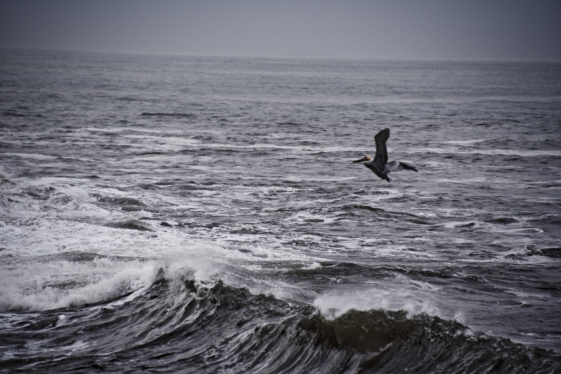 Pelican,  Vandenynas,  Naršyti,  Banga,  Skrydis,  Skraidantis,  Papludimys,  Žiemos Skrydis, Nemokamos Nuotraukos,  Nemokama Licenzija