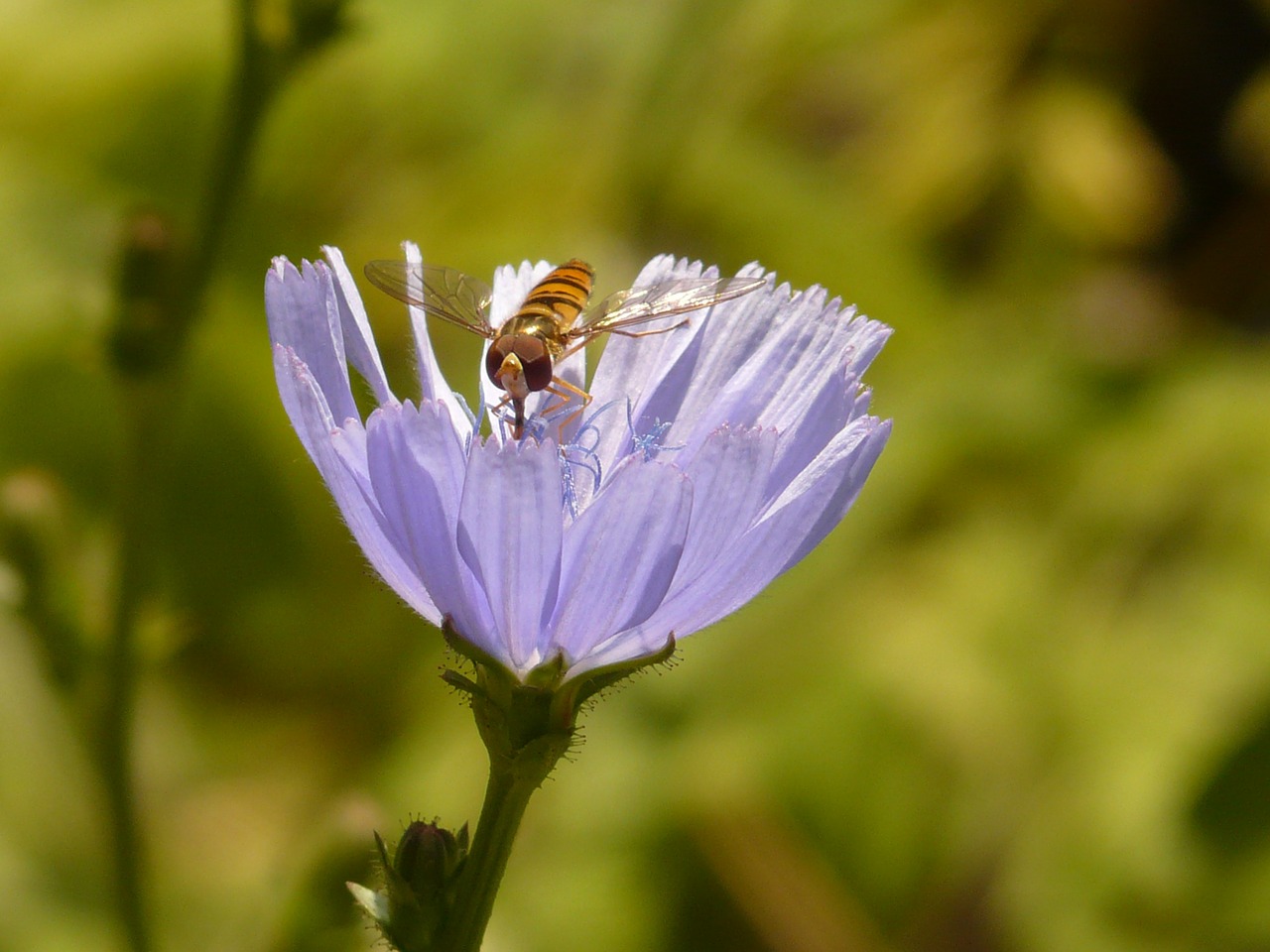 Žiemos Florea, Skristi, Hoverfly, Paprastoji Trūkažolė, Cikorija, Gėlė, Žiedas, Žydėti, Šviesiai Mėlynas, Violetinė