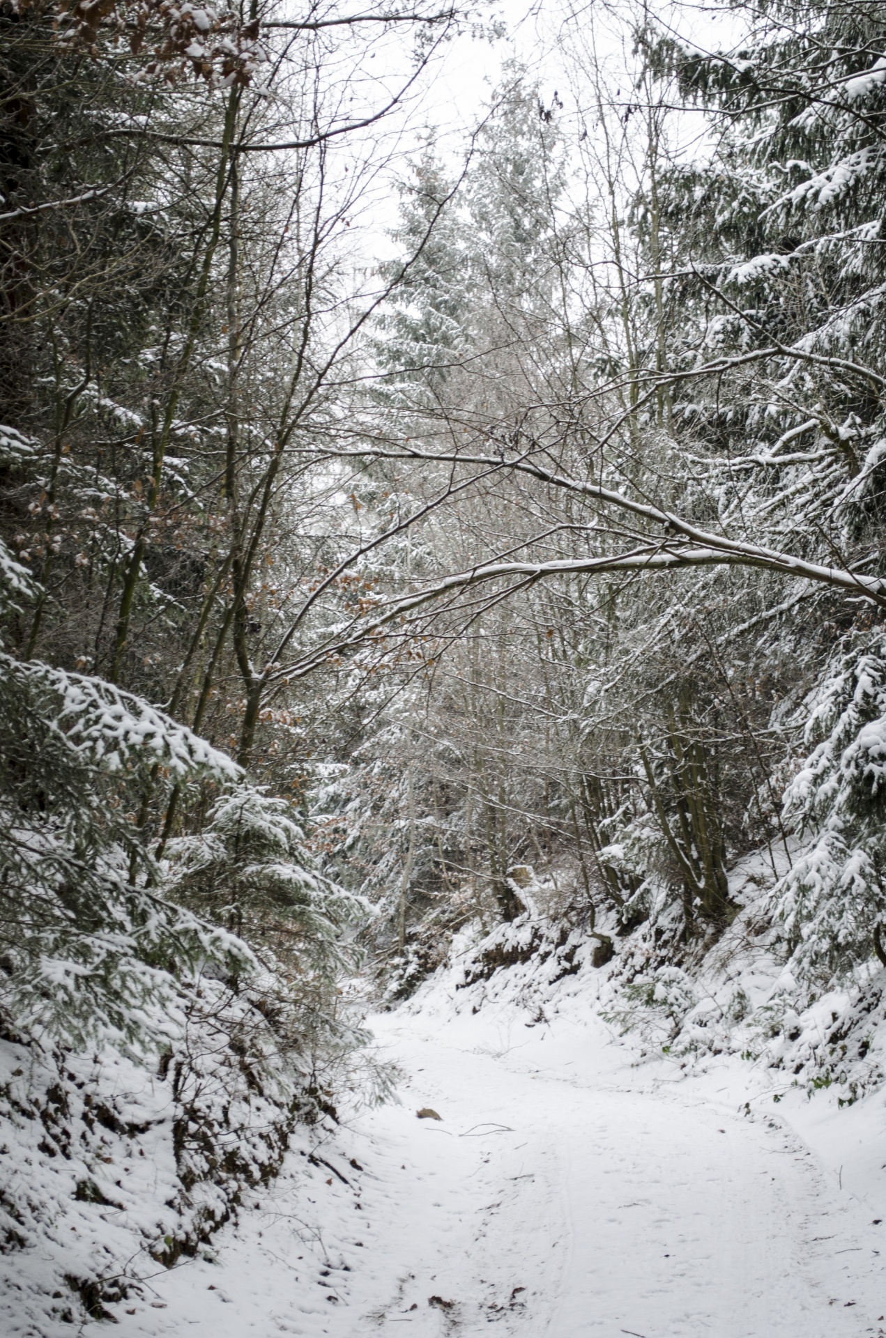 Žiema,  Miškas,  Sezonai,  Medis,  Medžiai,  Sniegas,  Snieguotas,  Šaltas,  Oras,  Gruodžio Mėn .
