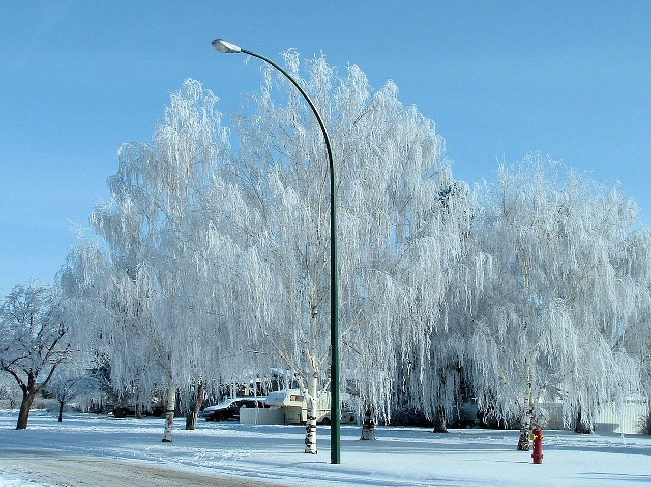 Žiemos Šalčio Medžiai, Kanada, Gamta, Grožis, Nemokamos Nuotraukos,  Nemokama Licenzija