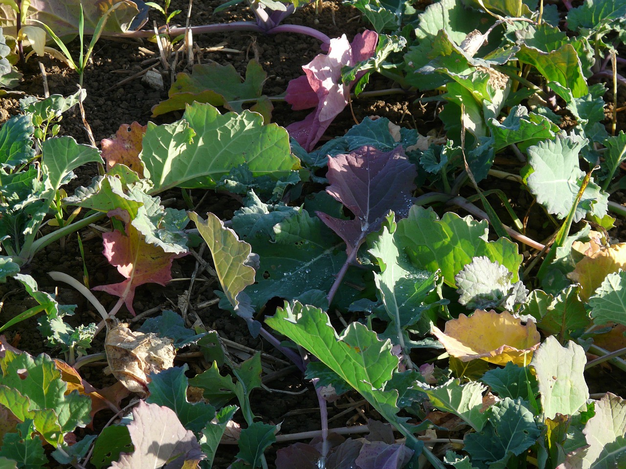 Žieminiai Rapsai, Sugauti Pasėlius, Aliejiniai Rapsai, Winterfrucht, Marktfrucht, Brassica Napus, Pakartojimai, Pasėlių, Žalia Mėšlas, Naminių Gyvūnėlių Maistas