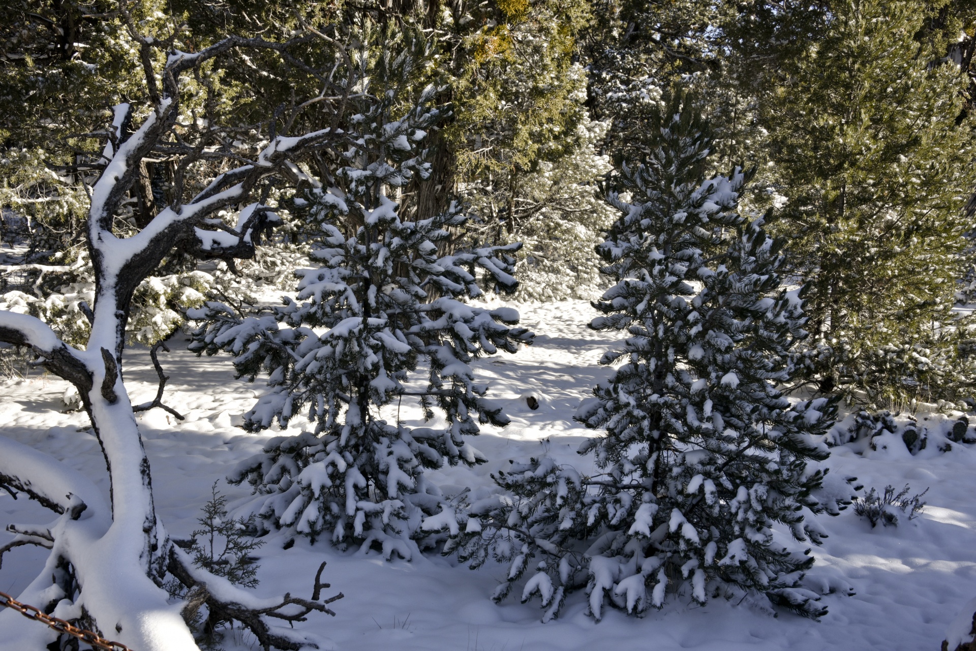 Žiema,  Sniegas,  Medžiai,  Vaizdingas,  Žiemos Scenos, Nemokamos Nuotraukos,  Nemokama Licenzija