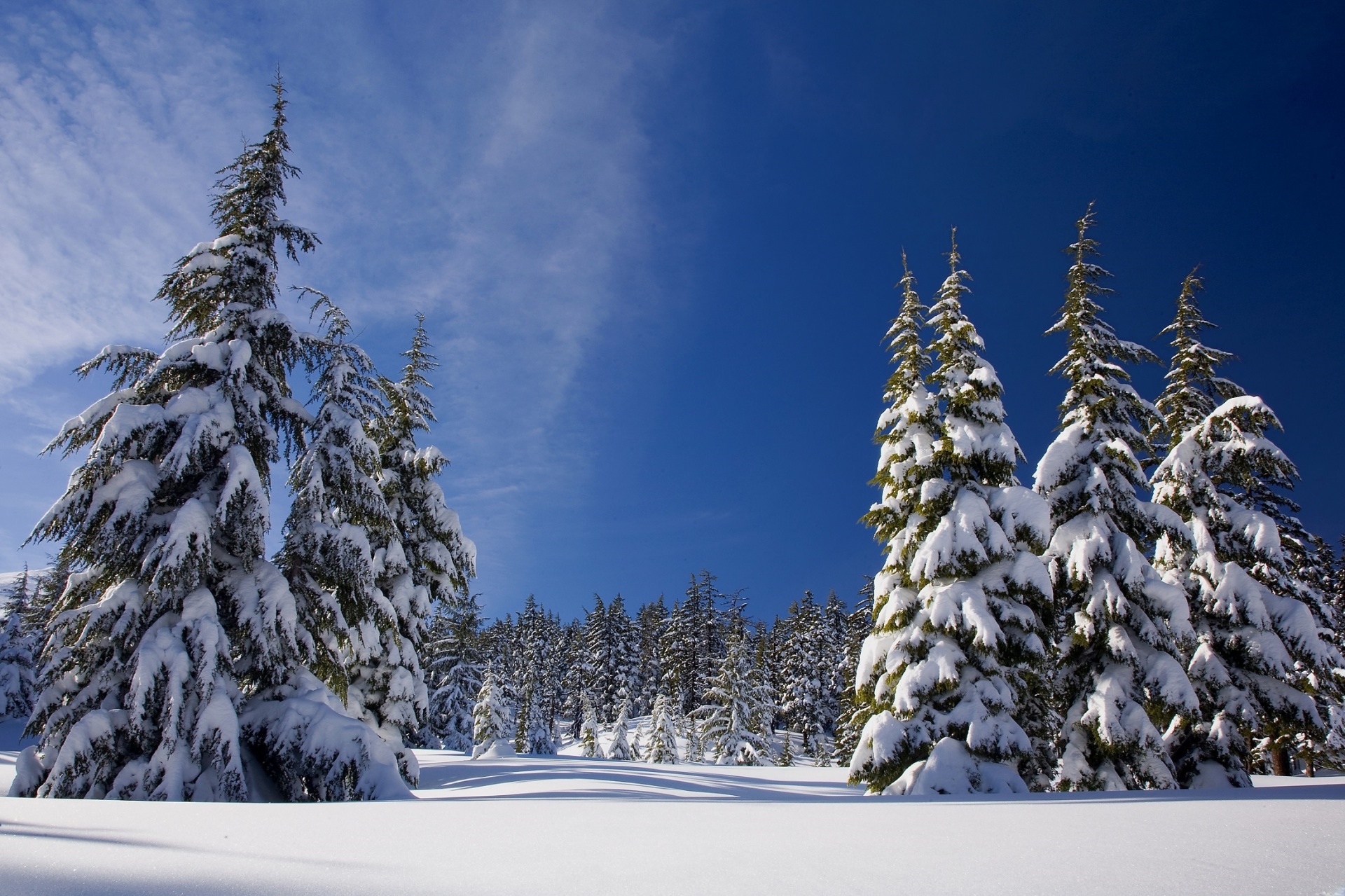 Vaizdingas,  Sniegas,  Žiema,  Medžiai,  Kraštovaizdis,  Viešasis & Nbsp,  Domenas,  Sniegas,  Dengimas,  Evergreens