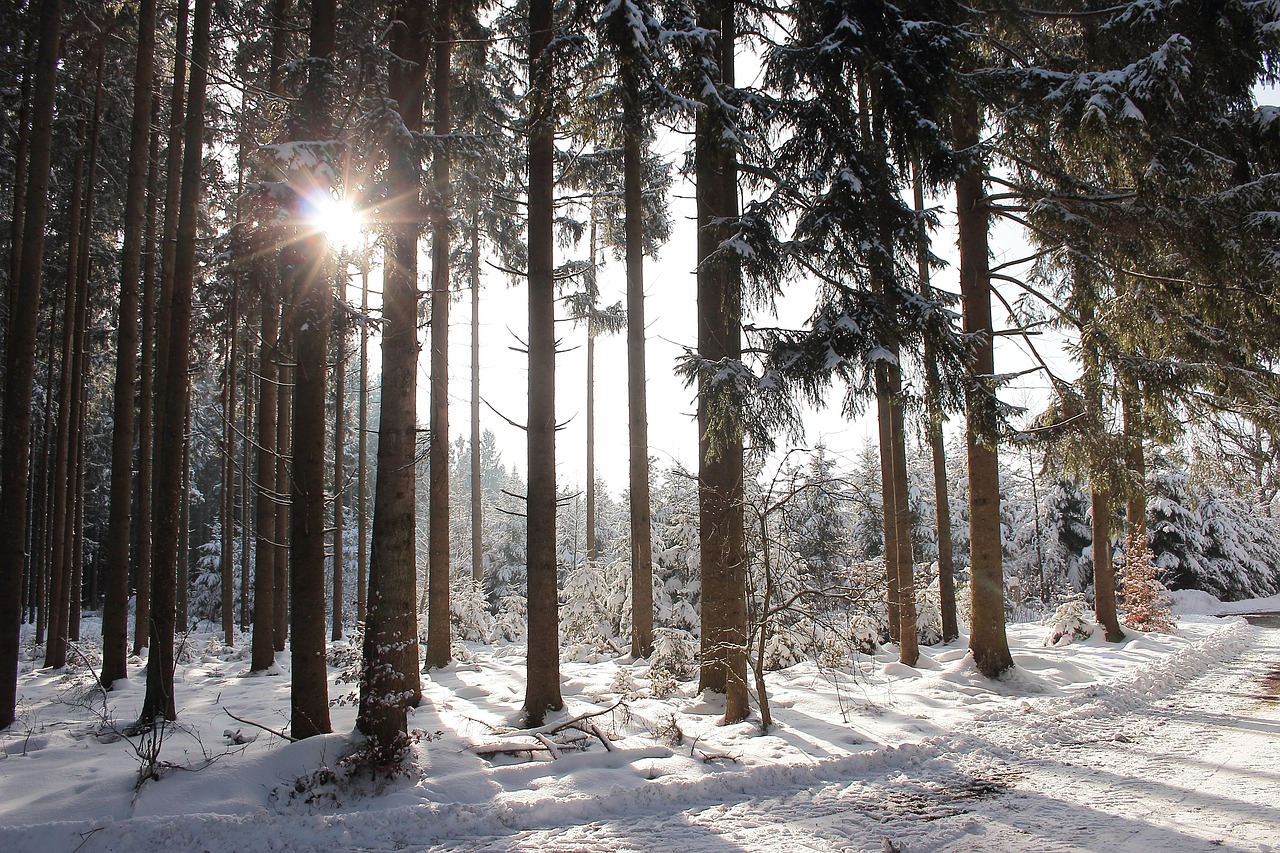 Žiemos Saulė, Miškas, Sniegas, Atgal Šviesa, Žiema, Gamta, Medžiai, Spygliuočiai, Šviesos Paplitimas, Šaltis