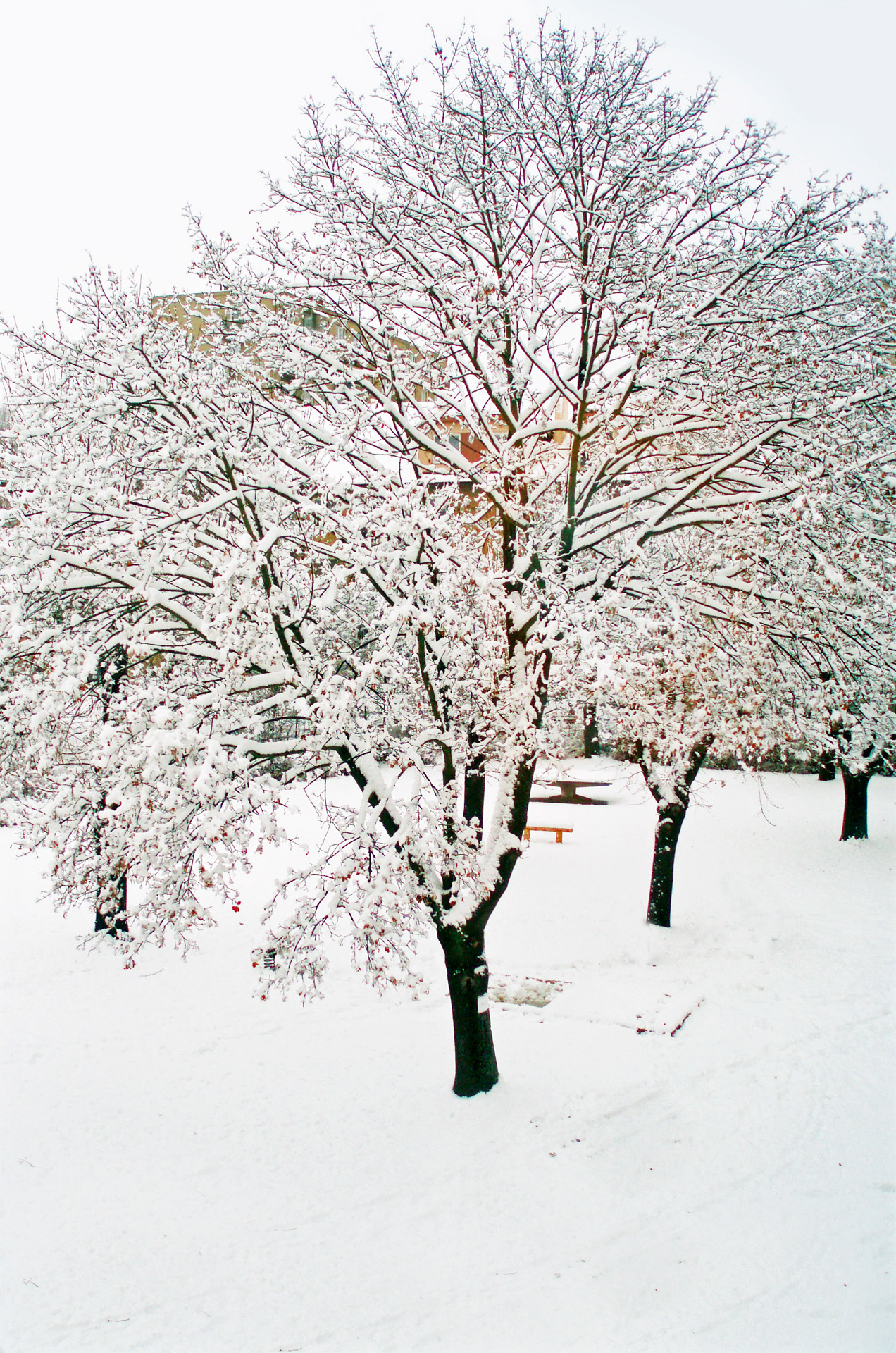 Žiema,  Sezonas,  Sniegas,  Kalėdos,  Xmas,  Kraštovaizdis,  Kelionė,  Šventė,  Fonas,  Drobė