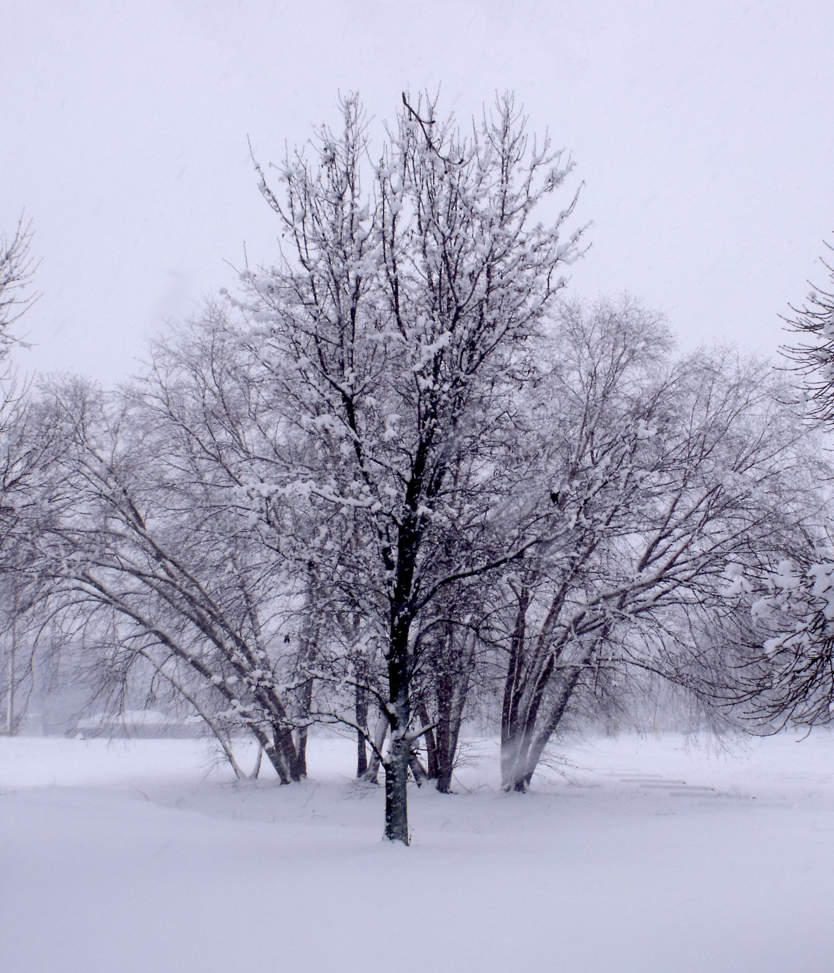 Žiema,  Medžiai,  Šaltas,  Sniegas,  Žiemos Medžiai, Nemokamos Nuotraukos,  Nemokama Licenzija