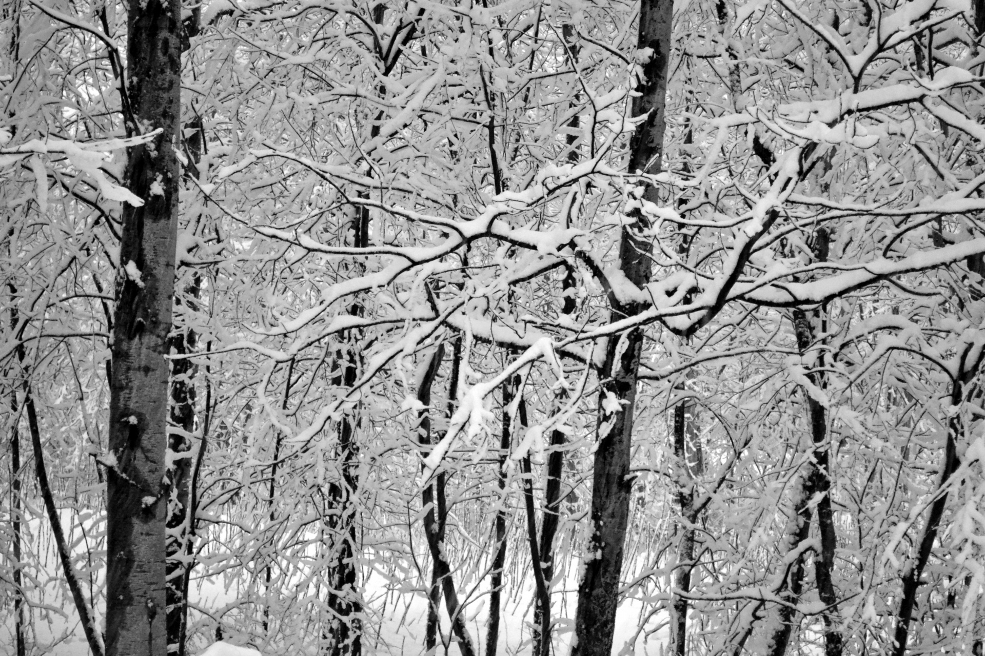 Medžiai,  Žiema,  Sniegas,  Gamta,  Žiemos Medžiai, Nemokamos Nuotraukos,  Nemokama Licenzija