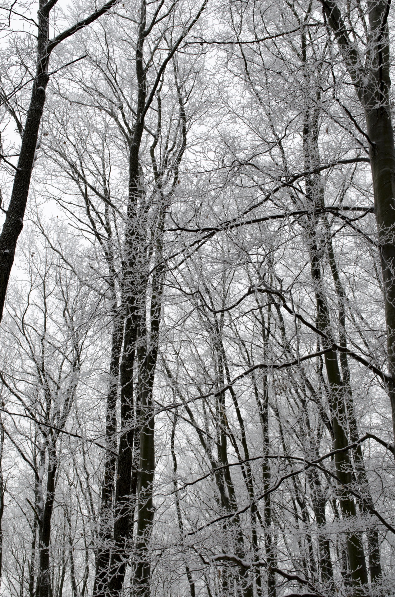 Žiema,  Miškas,  Sezonai,  Medis,  Medžiai,  Sniegas,  Snieguotas,  Šaltas,  Oras,  Gruodžio Mėn .