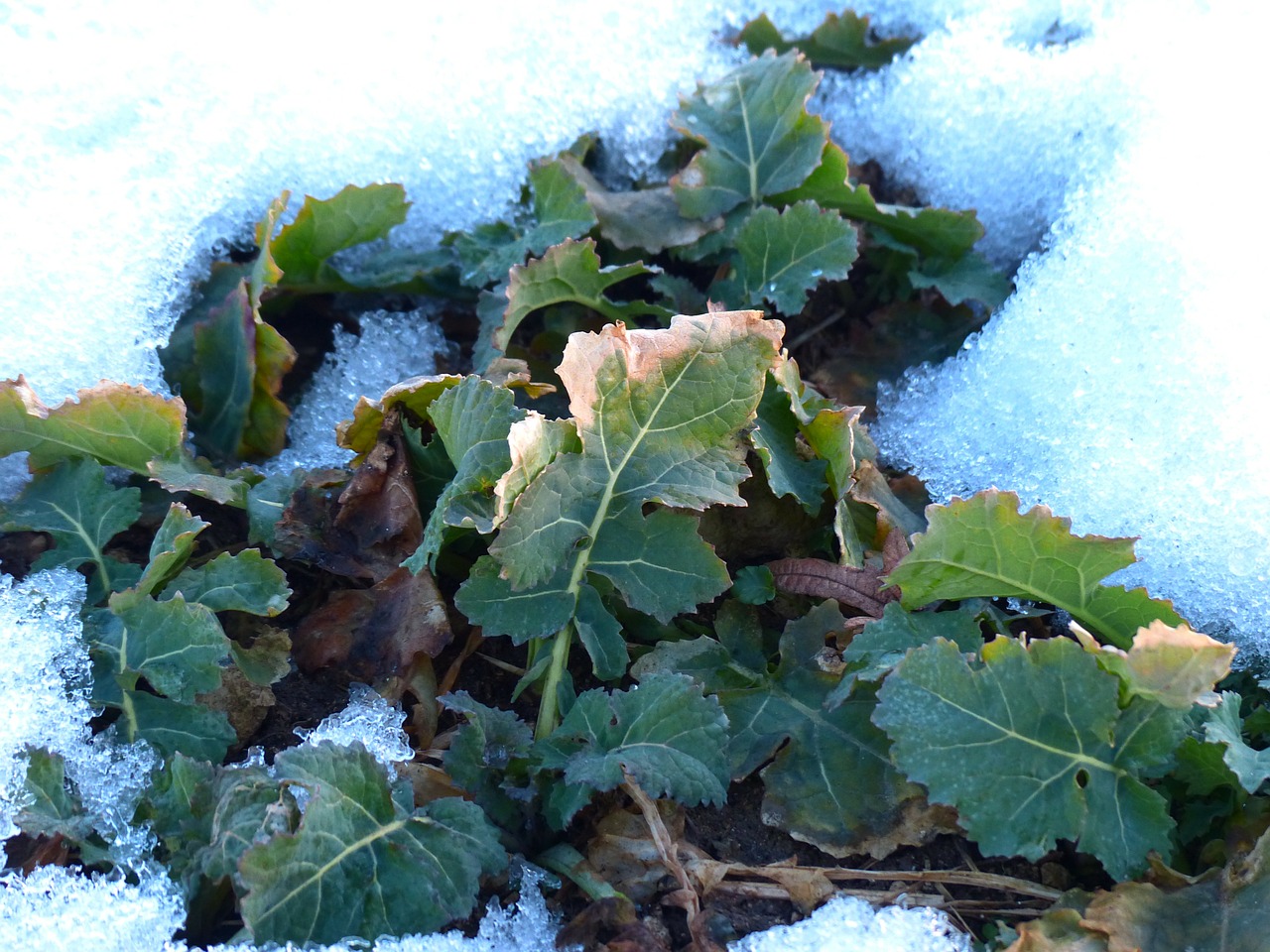Winteriskol, Winterfrucht, Kohl, Brassica, Lapai, Žiema, Sniegas, Šaltas, Žemė, Brassicaceae