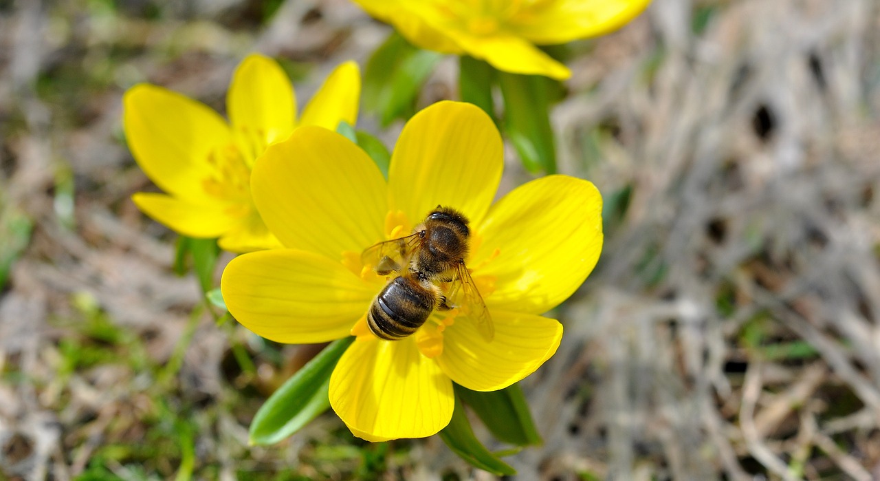 Žiemą, Gėlė, Žiedas, Žydėti, Geltona, Bičių, Vabzdys, Gyvūnas, Ankstyvas Bloomer, Pavasaris