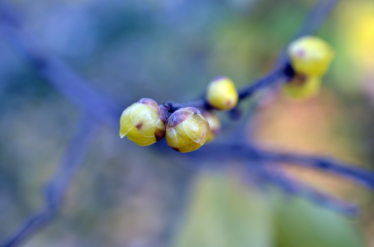 Žiemos Padažas, Chimonanthus Praecox, Slyvos Žiedas, Augalas, Įvorė, Budas, Nemokamos Nuotraukos,  Nemokama Licenzija