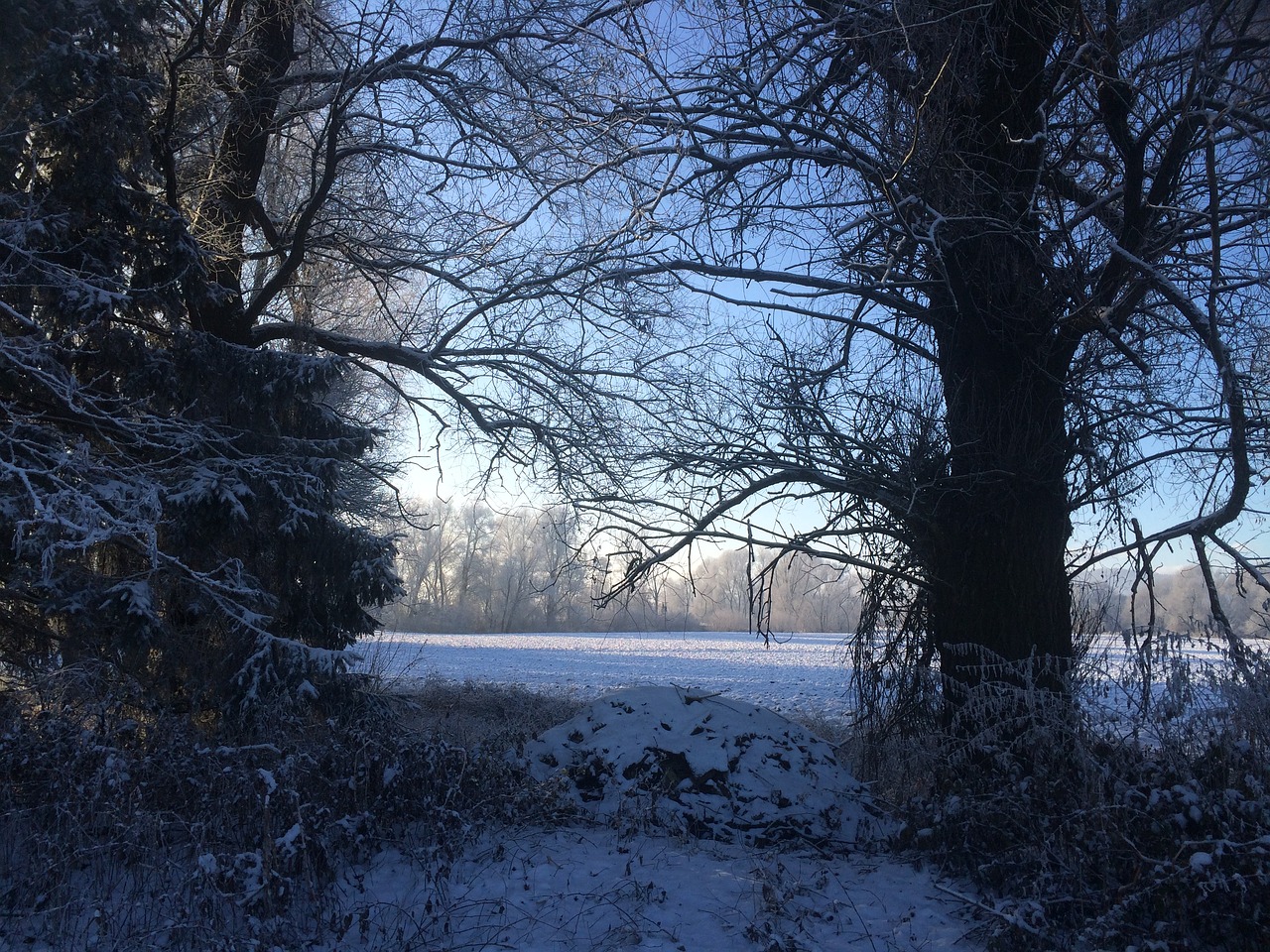 Žiemą, Sniegas, Morgenstimmung Žiemą, Medžiai, Nemokamos Nuotraukos,  Nemokama Licenzija