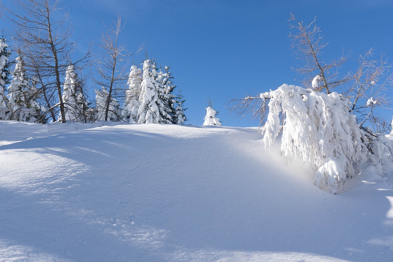 Žiemą, Sniegas, Kalėdos, Gruodžio Mėn ., Snieguotas Miškas, Nemokamos Nuotraukos,  Nemokama Licenzija